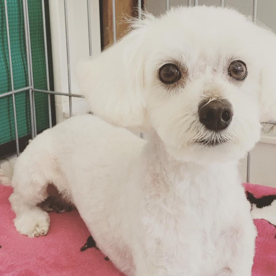 ふわふわに仕上げた白いわんちゃん