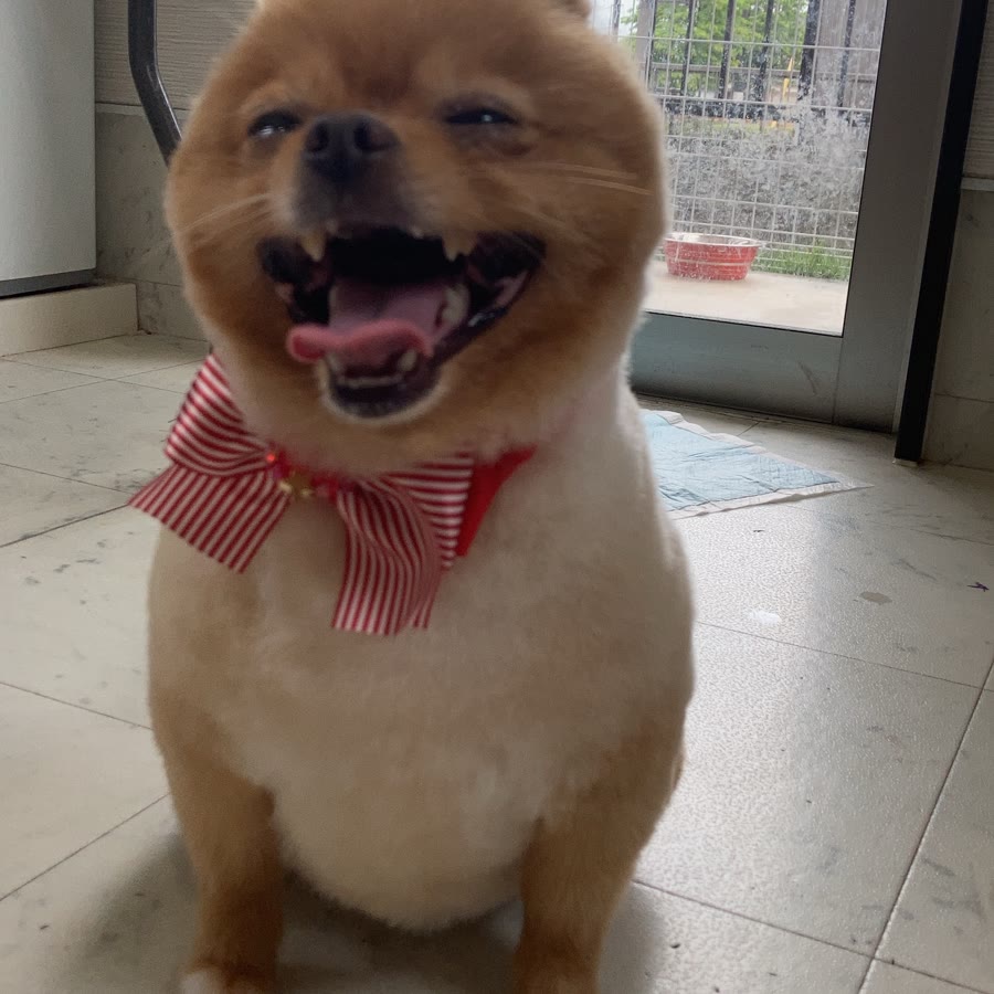 笑顔のポメラニアン