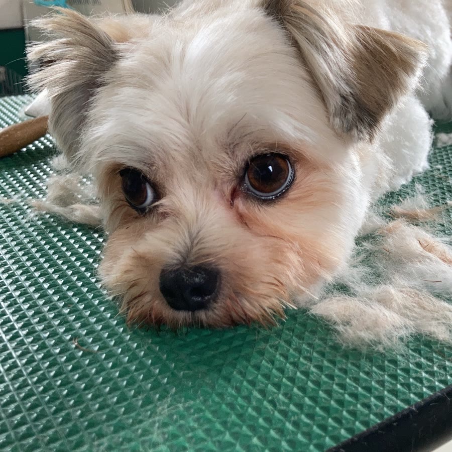 大きな瞳のミックス犬