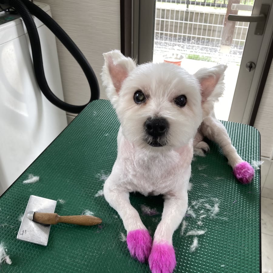 白いミニチュアシュナウザー