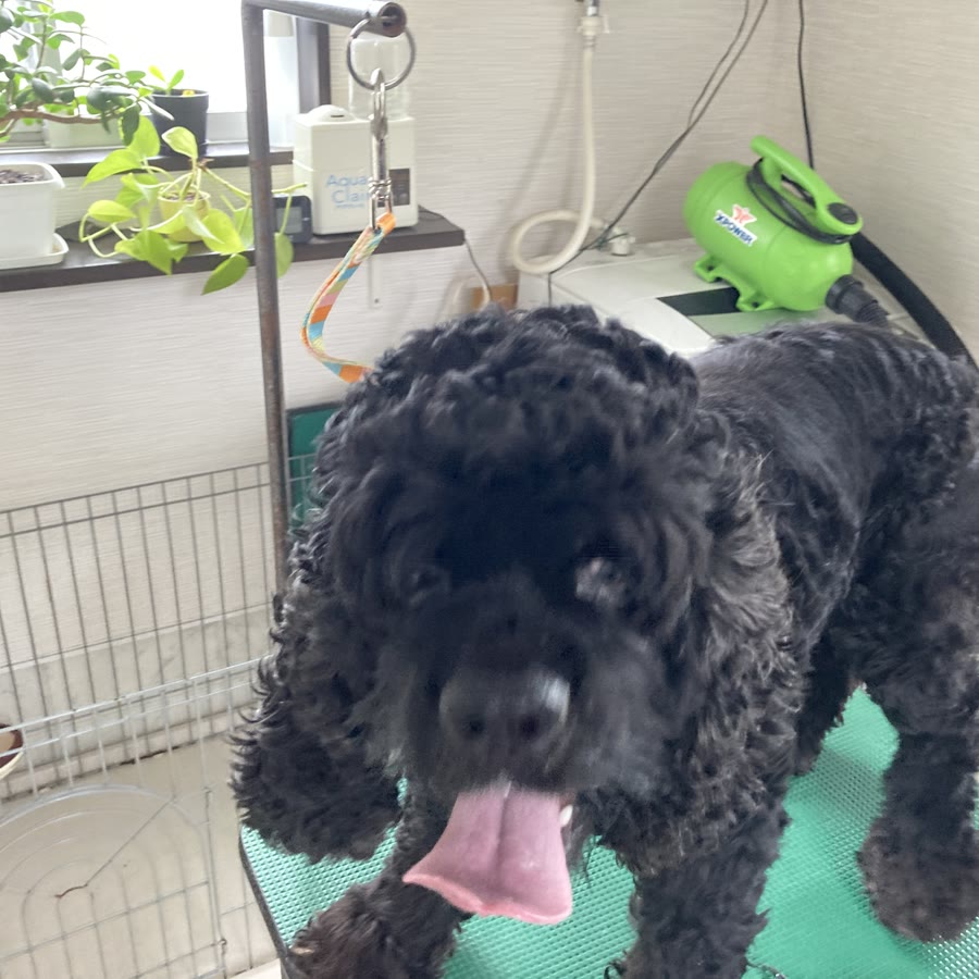 べろを出した黒いコッカプー